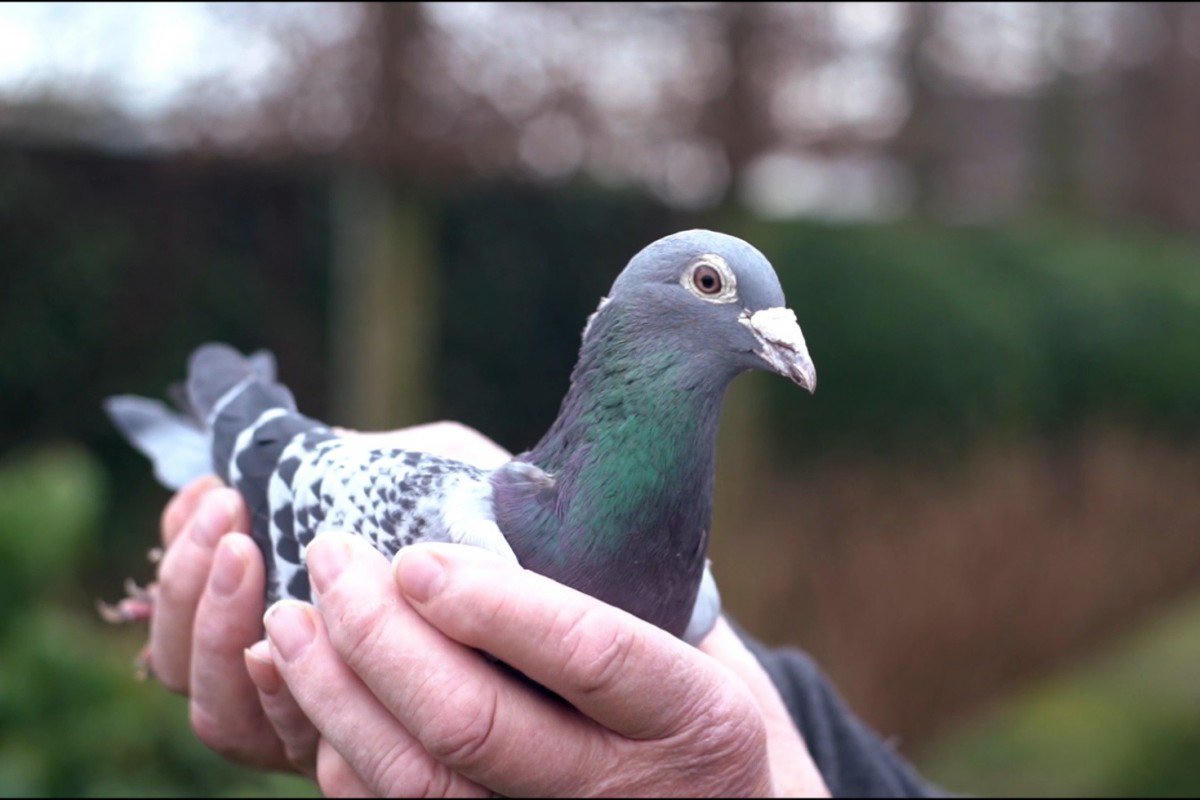 Đại gia Trung Quốc bỏ 1,4 triệu USD mua chim bồ câu đua