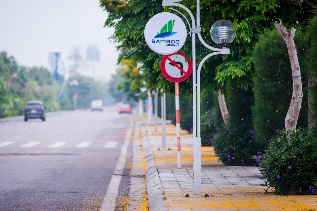 Rực rỡ sắc vàng giáng hương trên phố biển Sầm Sơn