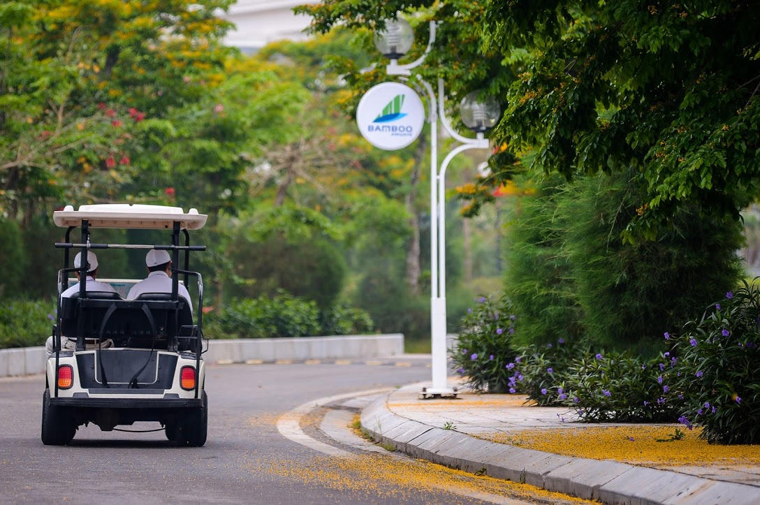 Rực rỡ sắc vàng giáng hương trên phố biển Sầm Sơn