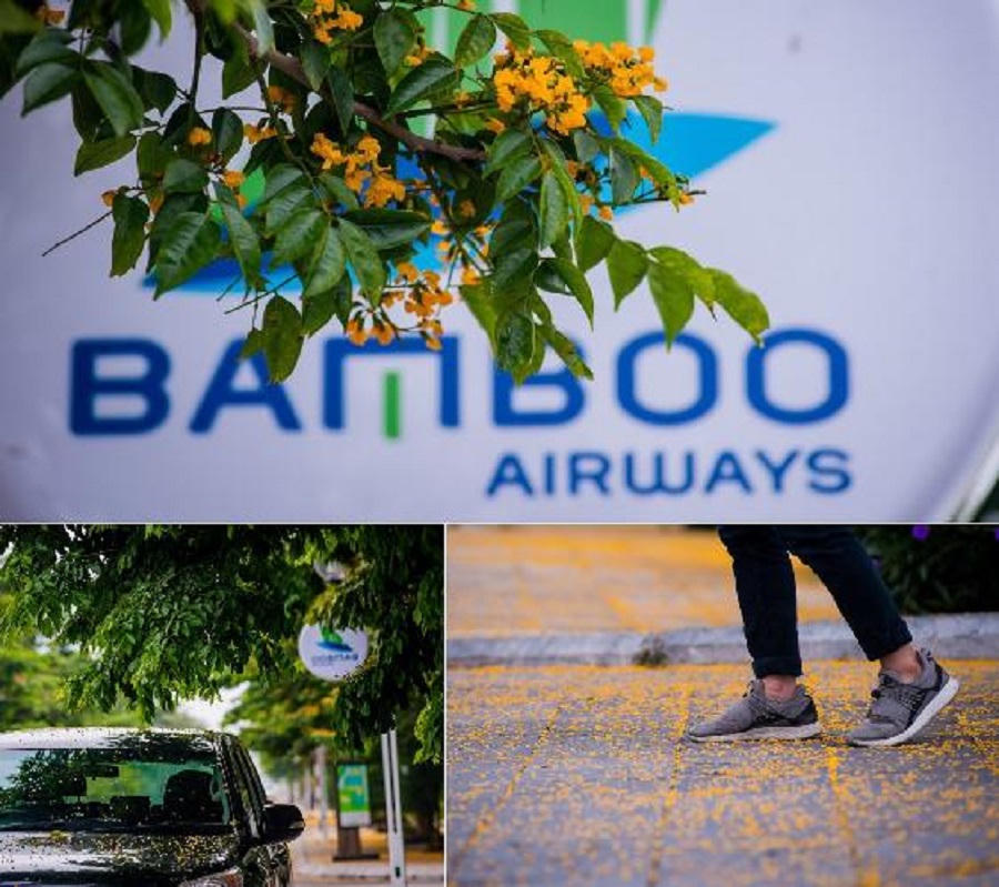 Rực rỡ sắc vàng giáng hương trên phố biển Sầm Sơn