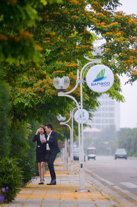 Rực rỡ sắc vàng giáng hương trên phố biển Sầm Sơn