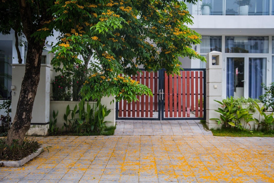 Rực rỡ sắc vàng giáng hương trên phố biển Sầm Sơn