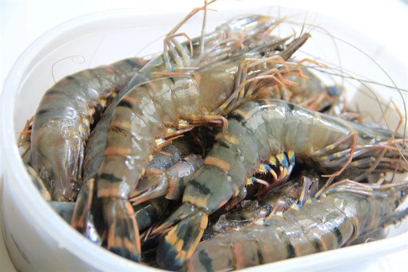 Taste of Vietnam: Tìm kiếm đầu bếp tài năng đưa tôm Bạc Liêu tỏa sáng trên bàn tiệc