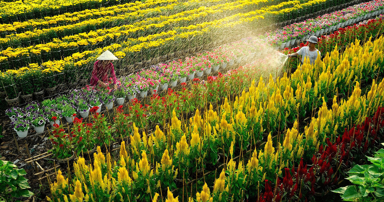 Tập đoàn FLC chuẩn bị khởi công khu đô thị cao cấp tại đất Sen Đồng Tháp