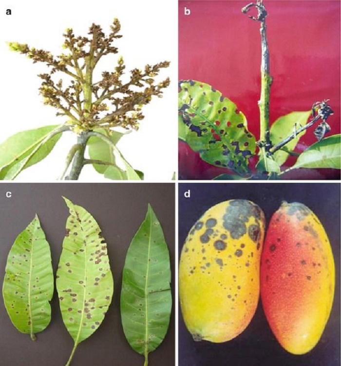 Phòng trừ hữu hiệu thán thư, loại bệnh đặc biệt nguy hiểm trên cây xoài 