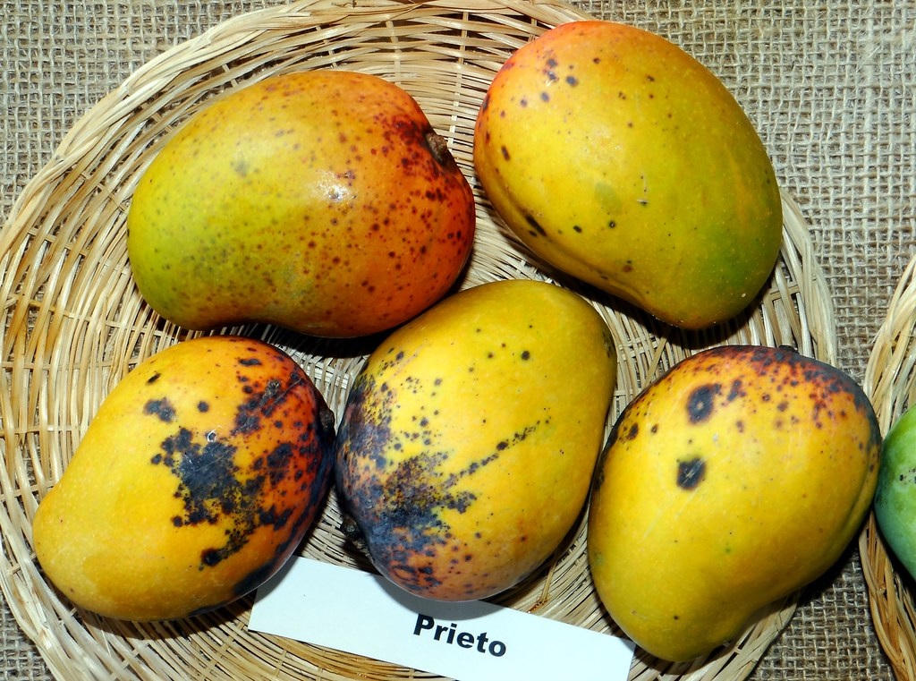 Phòng trừ hữu hiệu thán thư, loại bệnh đặc biệt nguy hiểm trên cây xoài 