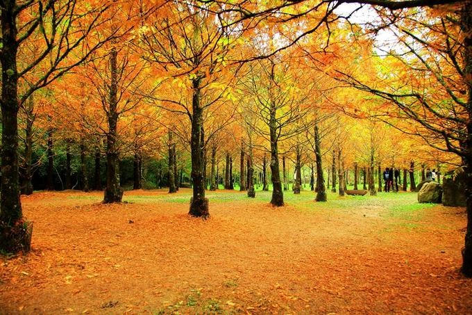 Đài Loan mùa thu, đi đâu thưởng ngoạn mùa lá đỏ?