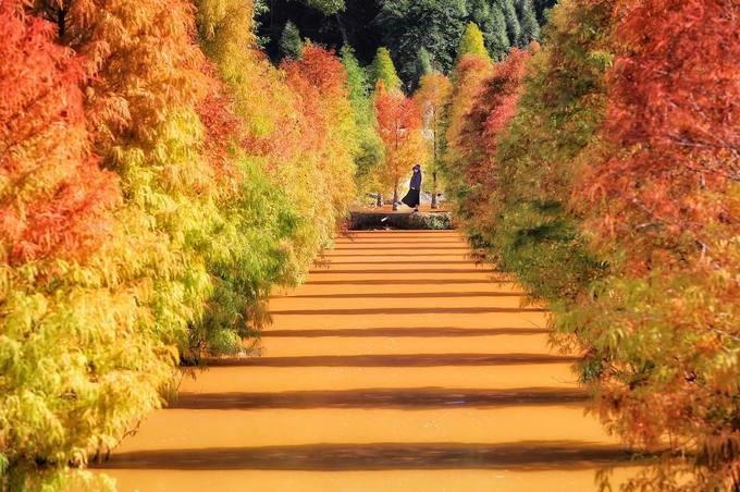 Đài Loan mùa thu, đi đâu thưởng ngoạn mùa lá đỏ?