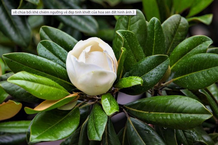 Về hội chùa Bối Khê chiêm ngưỡng hoa sen đất