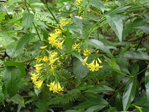 Bác sĩ biên phòng tìm ra bài thuốc giải độc lá ngón