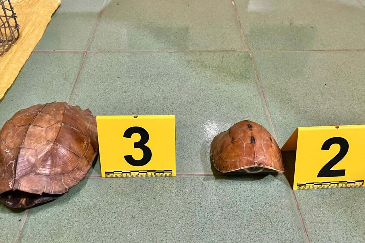 Bắt quả tang 2 đối tượng buôn bán động vật hoang dã