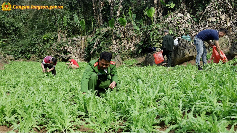 Triệt phá hơn 4.300 cây thuốc phiện trong vườn và rừng sâu