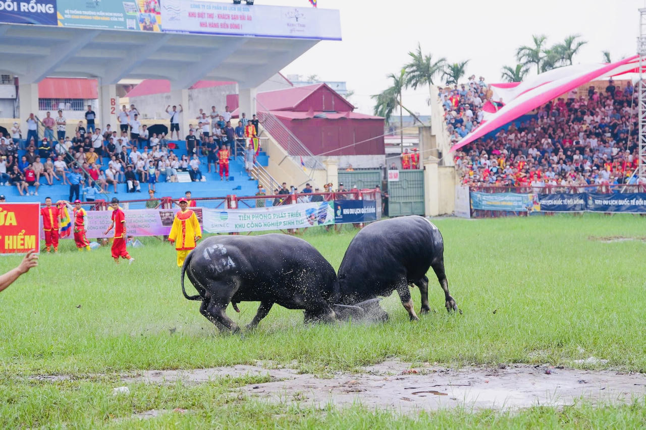 'Ông trâu' số 04 phường Hải Sơn giành giải Nhất Lễ hội chọi trâu Đồ Sơn 2024