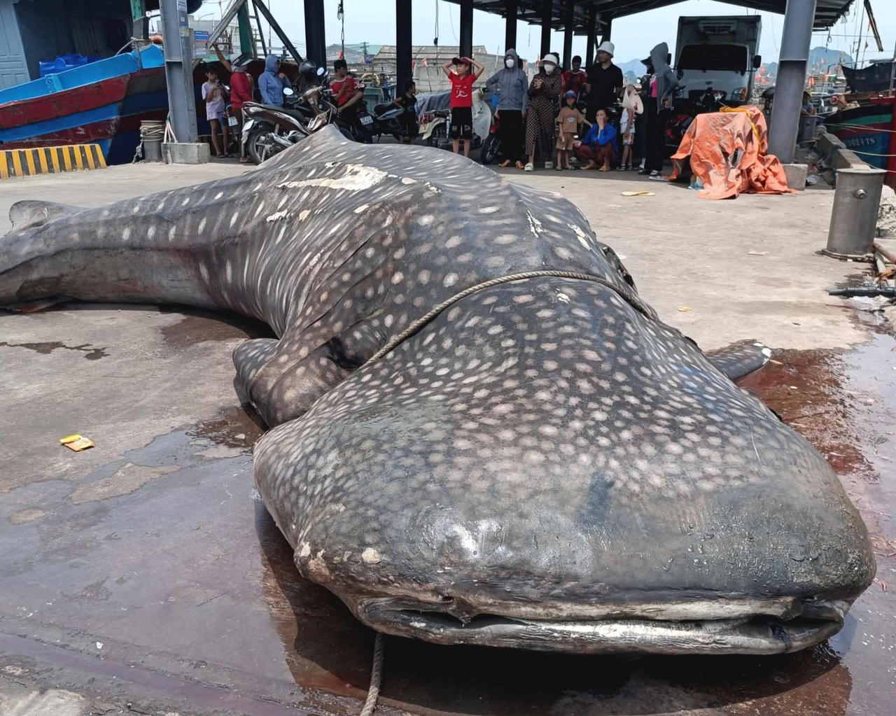 Phát hiện xác cá 'khủng' bên bờ biển ở Nghệ An