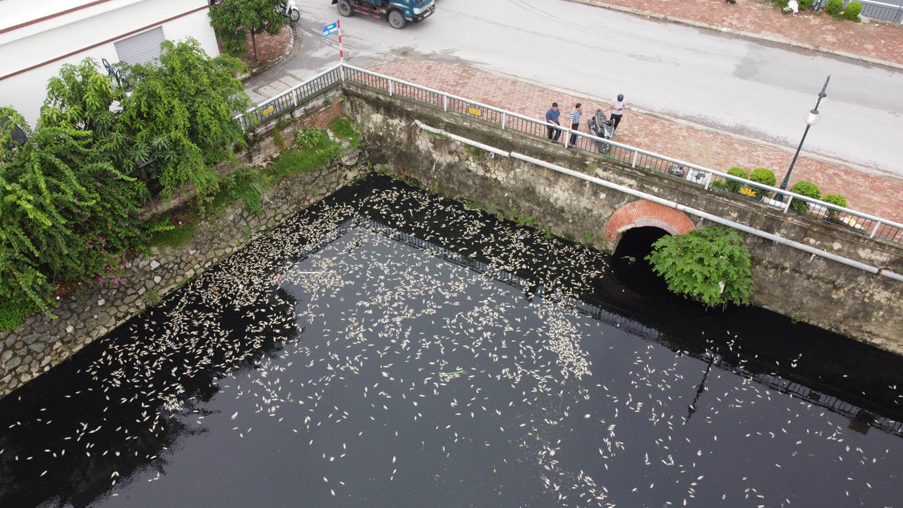 Cá chết hàng loạt ở hào thành cổ Vinh