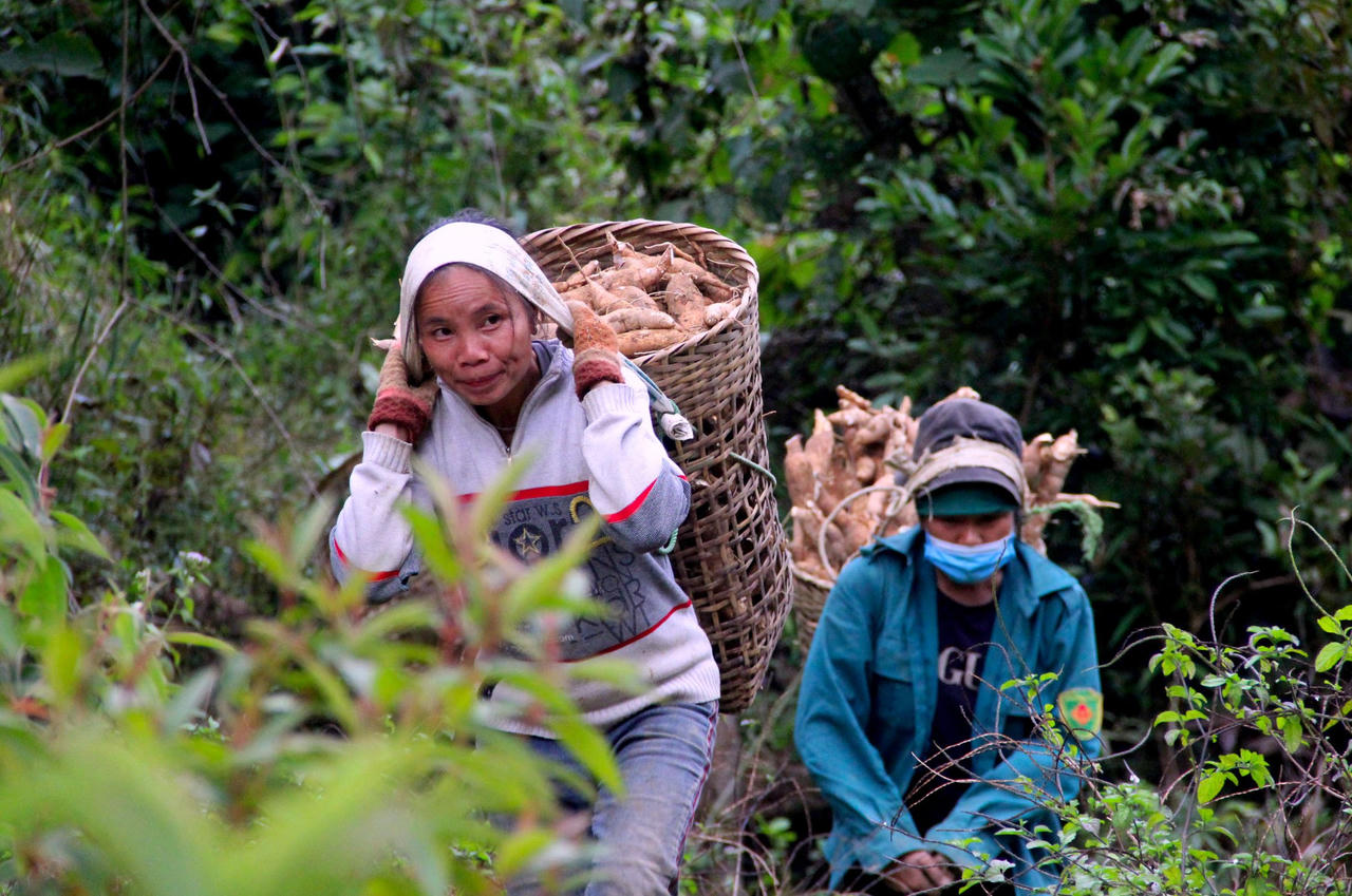 Phát triển kinh tế rừng để xóa nghèo cho đồng bào dân tộc thiểu số và miền núi