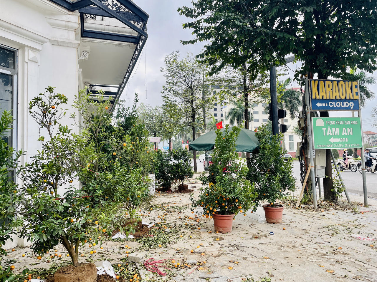 Nhiều tiểu thương "cắn răng" bán tháo cây cảnh sau Tết Nguyên đán 