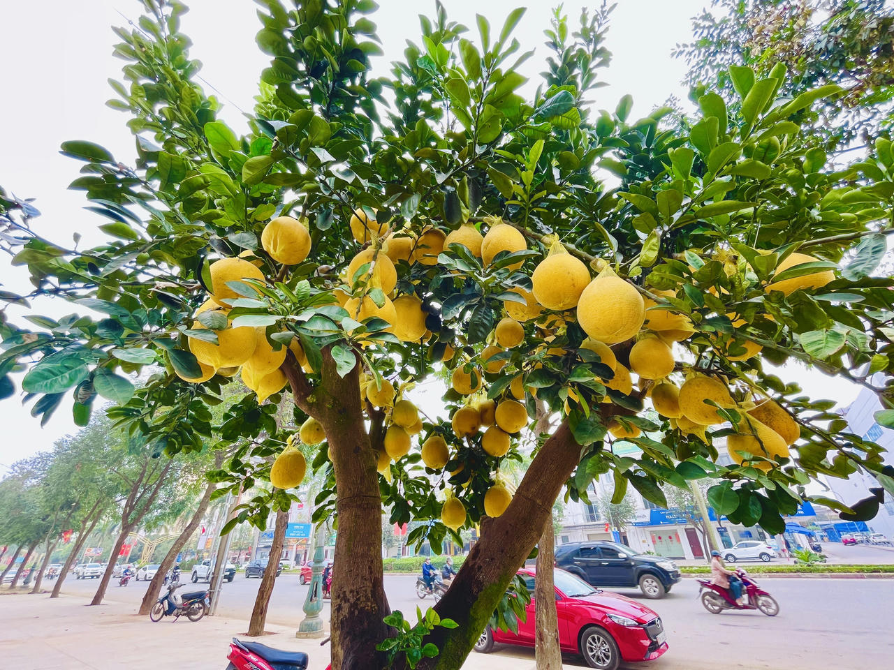 Nhiều tiểu thương "cắn răng" bán tháo cây cảnh sau Tết Nguyên đán 