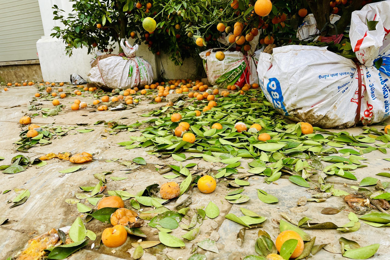 Nhiều tiểu thương "cắn răng" bán tháo cây cảnh sau Tết Nguyên đán 