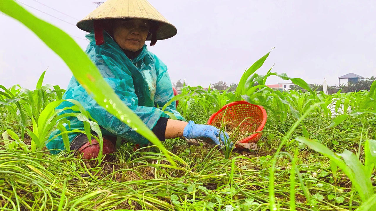 Nông dân trồng hành tăm phấn khởi vì được mua giá cao gấp 3 lần 