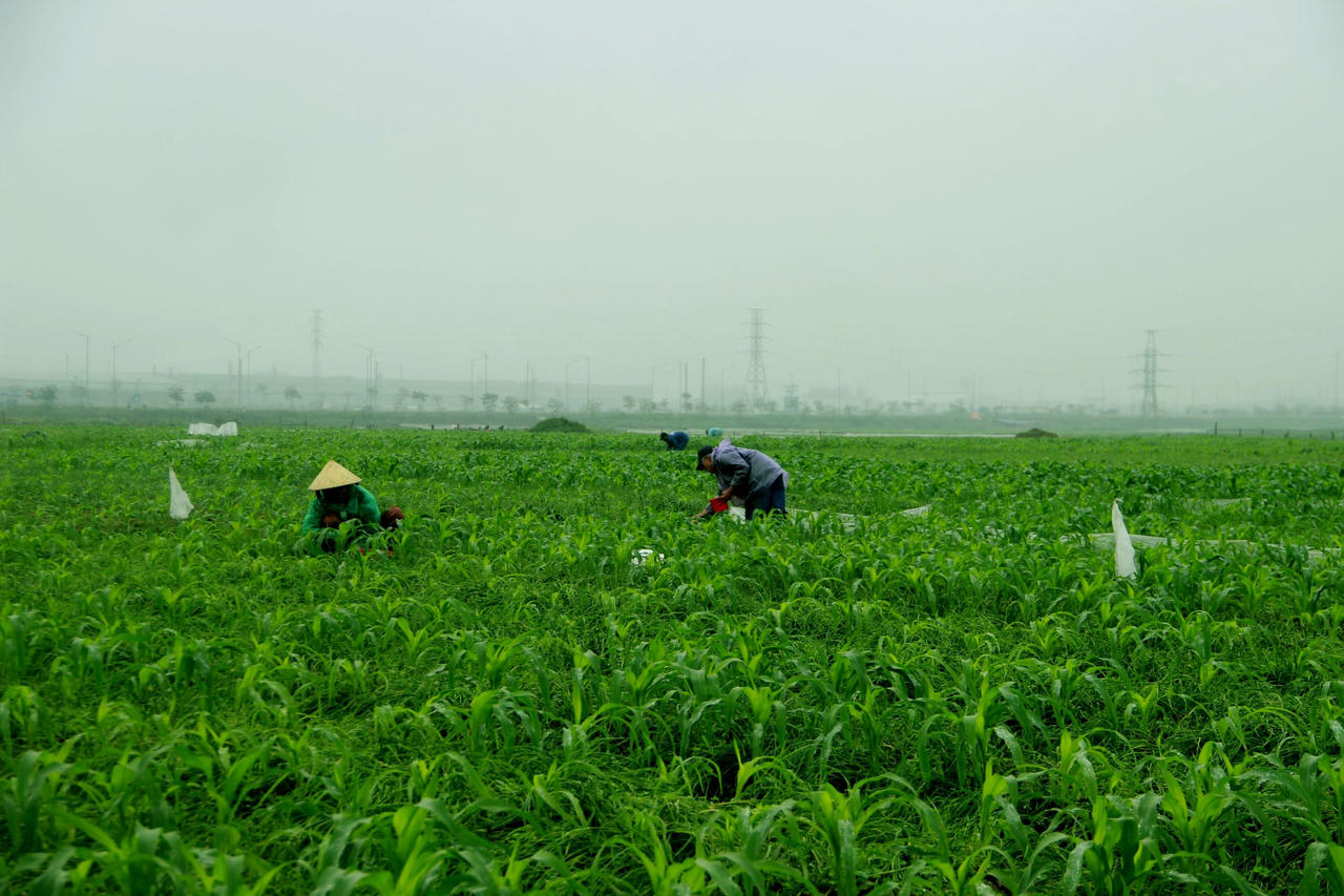 Nông dân trồng hành tăm phấn khởi vì được mua giá cao gấp 3 lần 