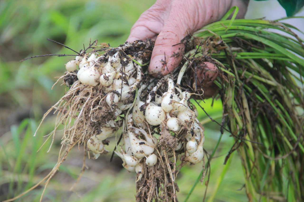 Nông dân trồng hành tăm phấn khởi vì được mua giá cao gấp 3 lần 