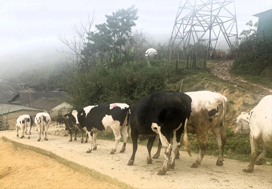 Người đàn ông buôn lậu 17 con bò sữa qua biên giới