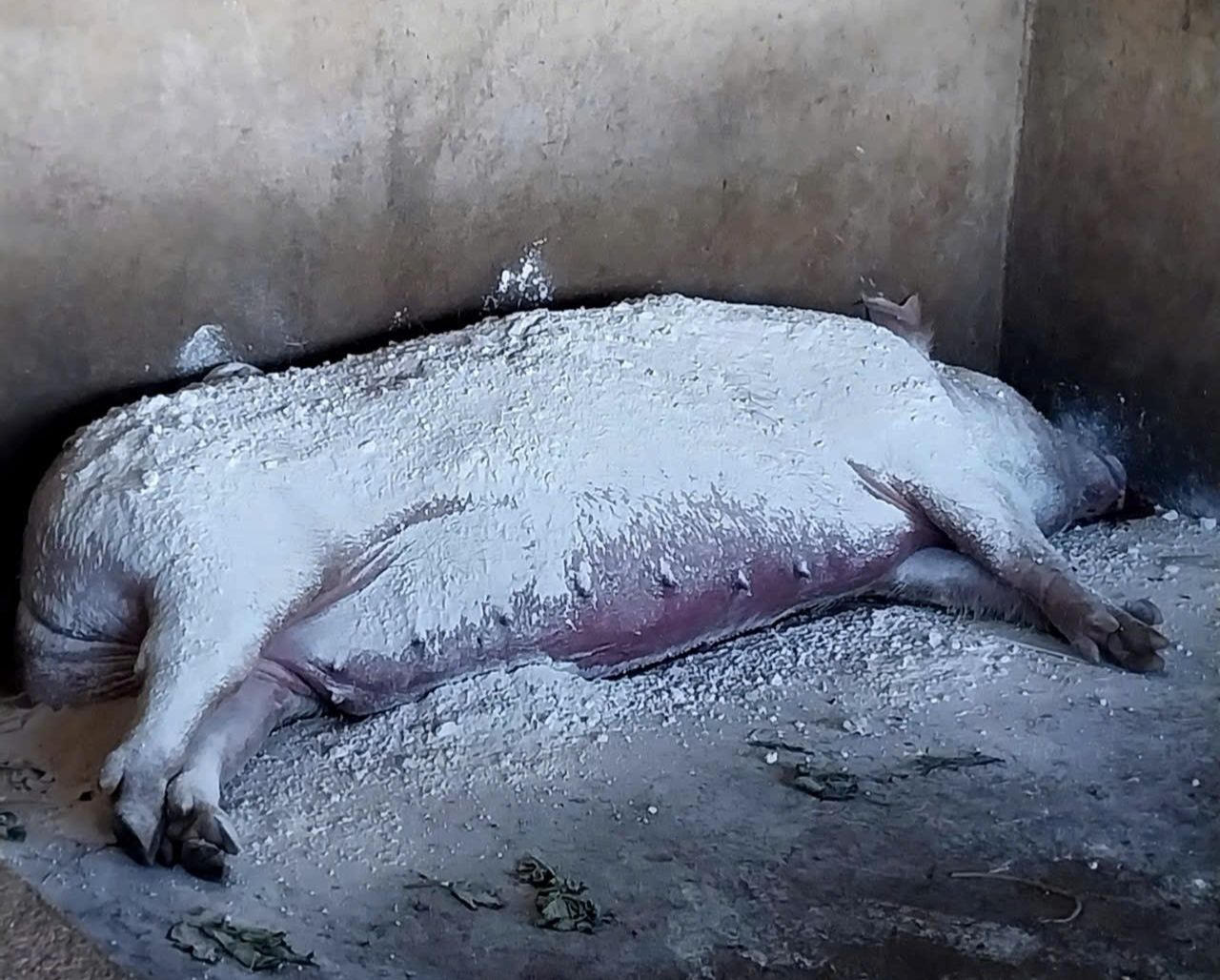 Sẽ chi gần 6,7 tỷ đồng hỗ trợ thiệt hại do dịch tả lợn châu Phi