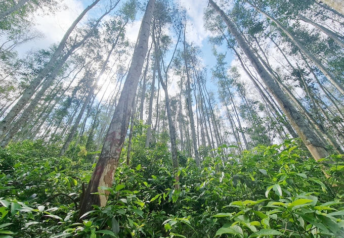 Quy hoạch lâm nghiệp tỉnh Nghệ An: Động lực phát triển kinh tế rừng bền vững