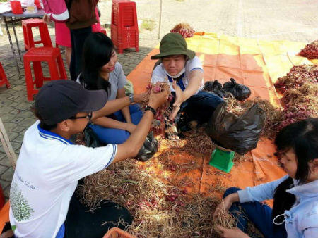 Tỉnh Đoàn Sóc Trăng làm cầu nối tiêu thụ hành tím cho nông dân