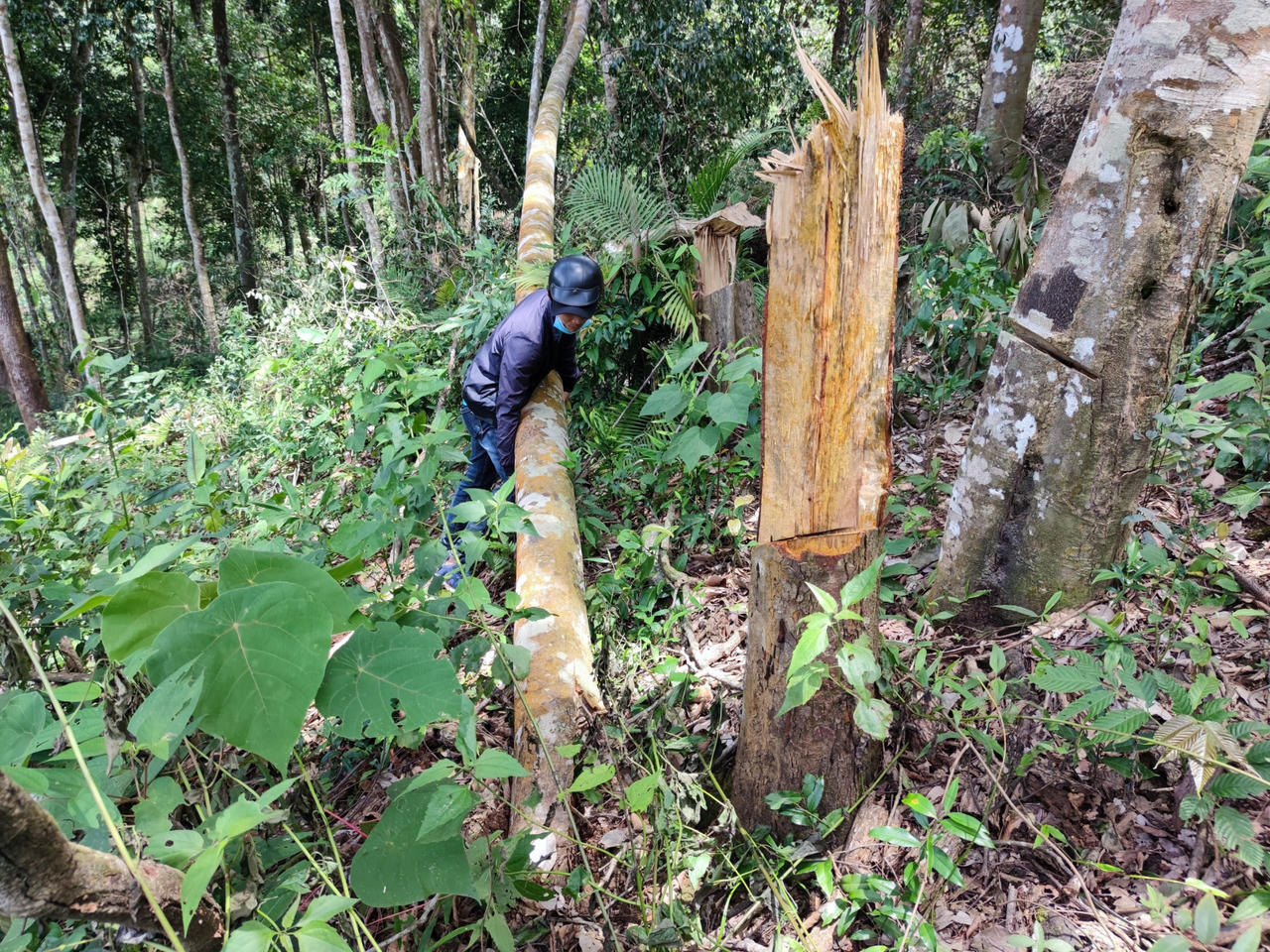 Chính quyền lúng túng giữ rừng trong 'vòng vây' của các xưởng gỗ