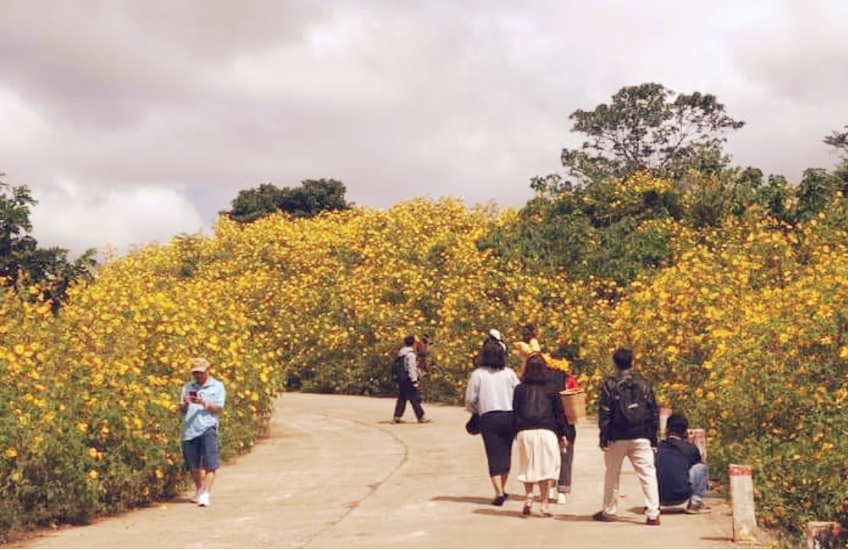 Tuần lễ Hoa Dã quỳ lần 2 diễn ra tại Núi lửa Chư Đang Ya