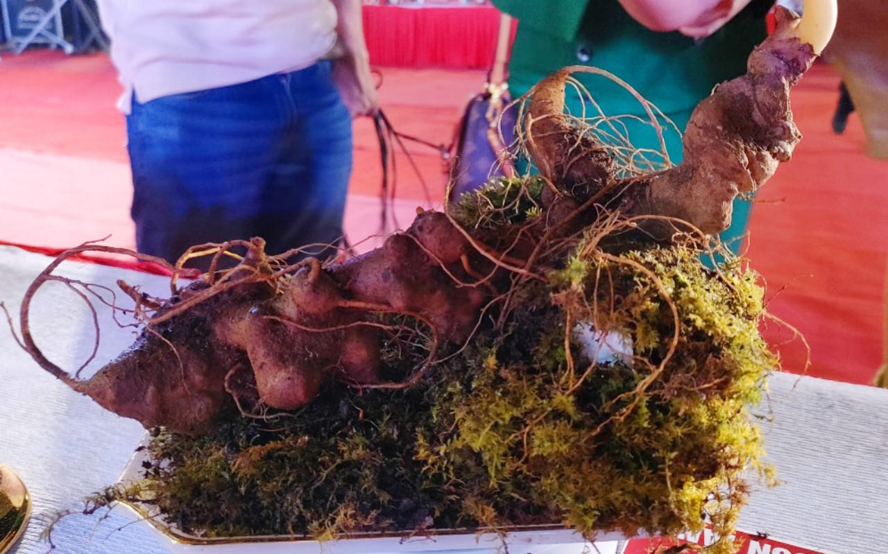 Kon Tum: Khai mạc Phiên chợ Sâm Ngọc linh lần thứ II