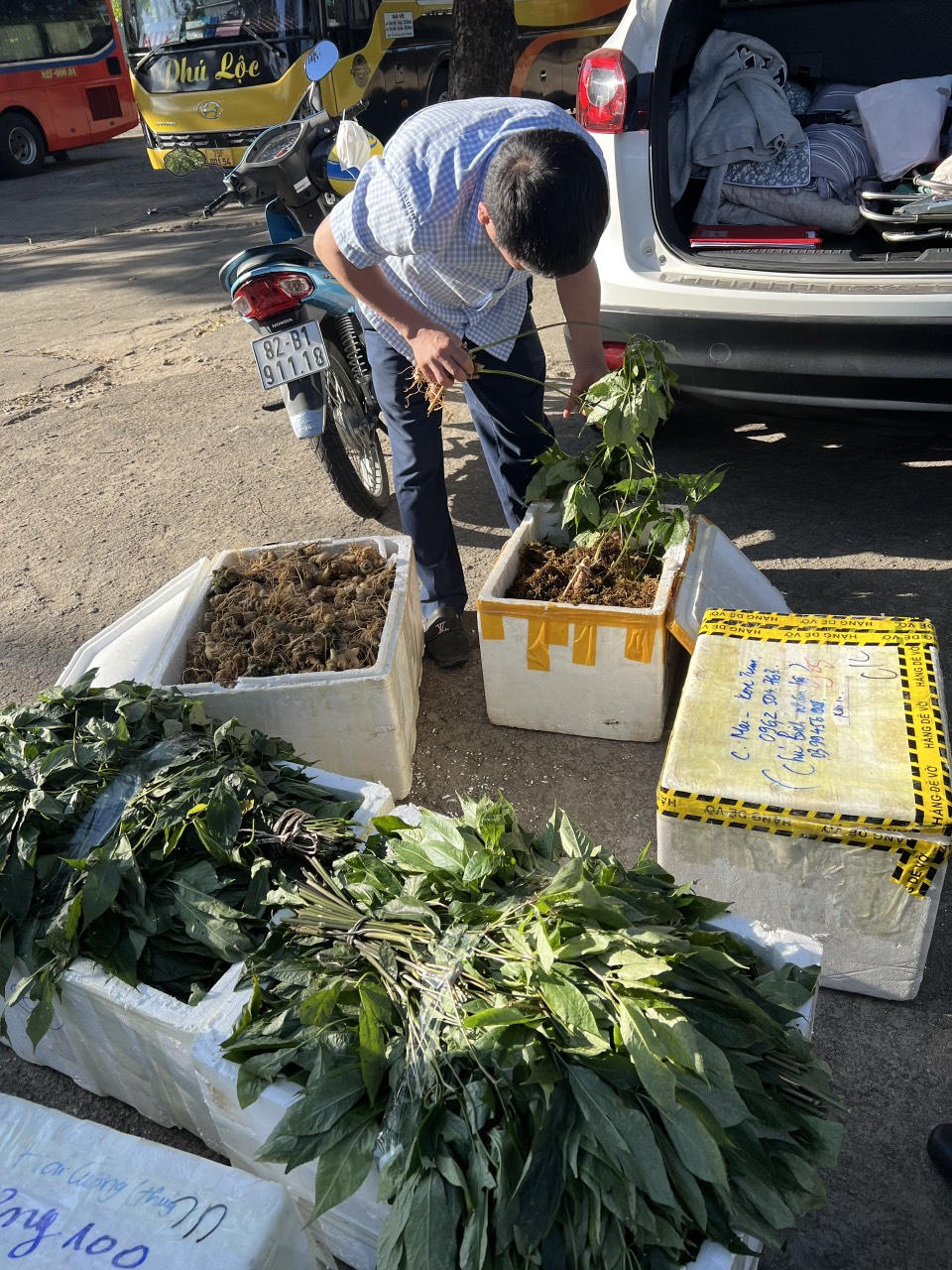 Kon Tum: Thu giữ 40kg củ và lá nghi giả sâm Ngọc Linh 