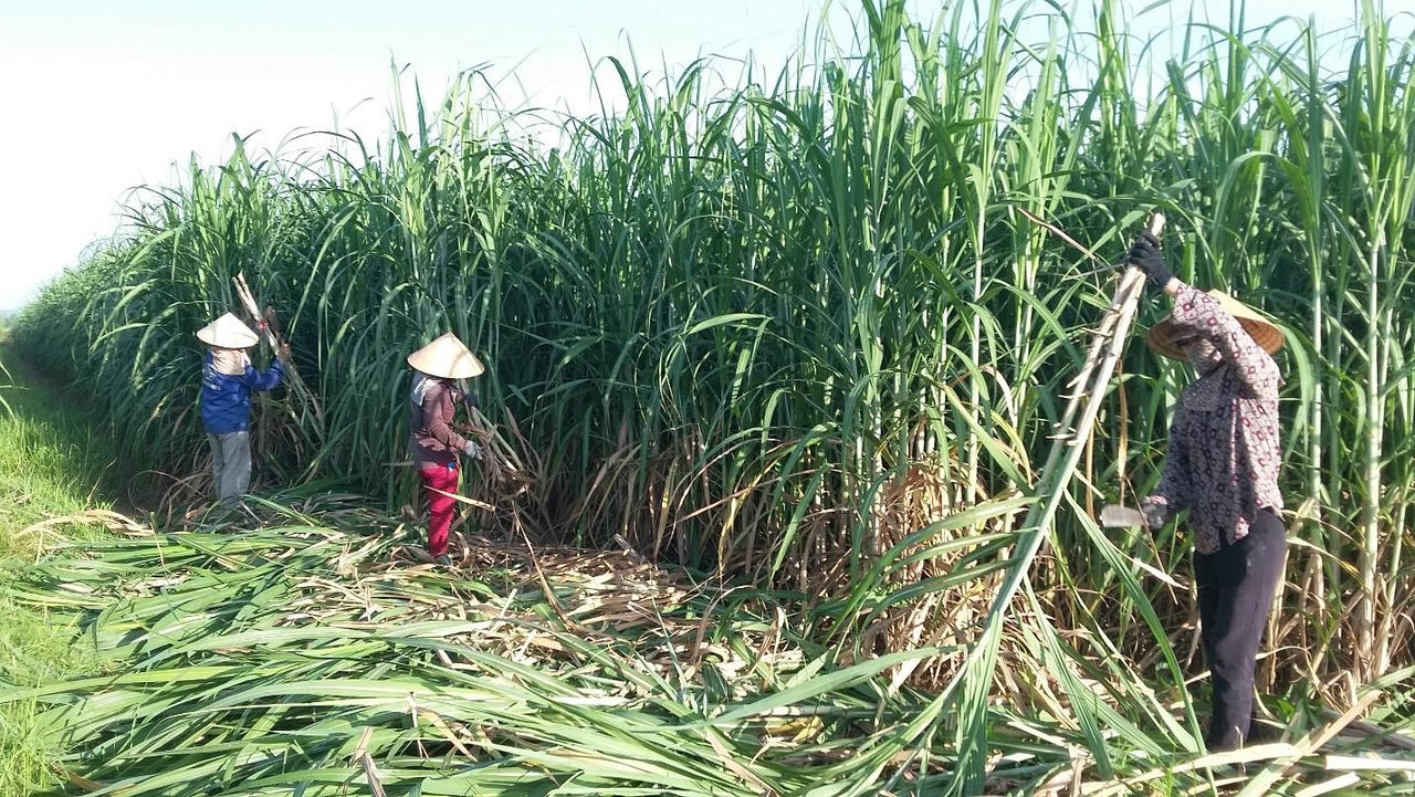 NASU đồng hành cùng người nông dân phát triển kinh tế tuần hoàn, làm giàu bền vững từ cây mía