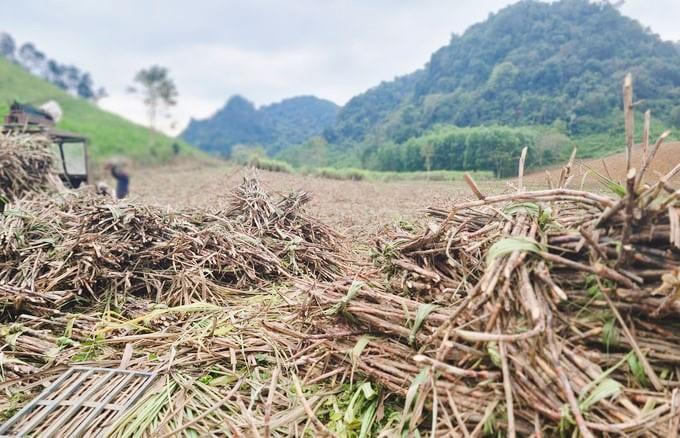 NASU đồng hành cùng người nông dân phát triển kinh tế tuần hoàn, làm giàu bền vững từ cây mía