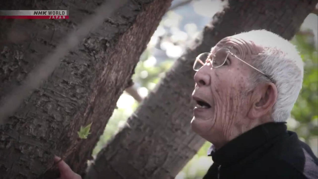 Người đàn ông Nhật 93 tuổi di chuyển thành công cây anh đào 150 năm