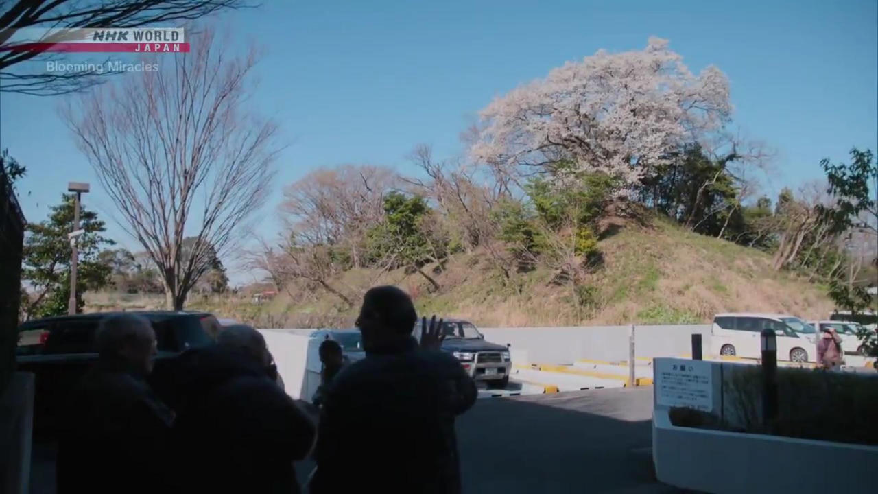 Người đàn ông Nhật 93 tuổi di chuyển thành công cây anh đào 150 năm