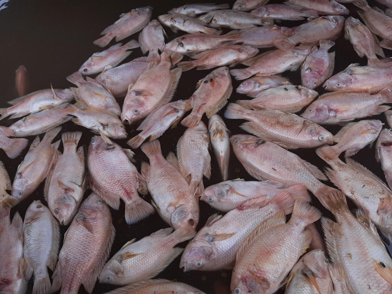 Người dân khốn đốn vì cá bè trên sông Tiền chết bất thường