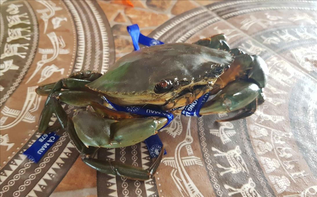 Khát vọng nâng tầm 'Cua biển Năm Căn'