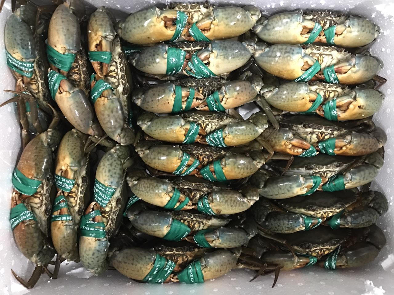 Khát vọng nâng tầm 'Cua biển Năm Căn'