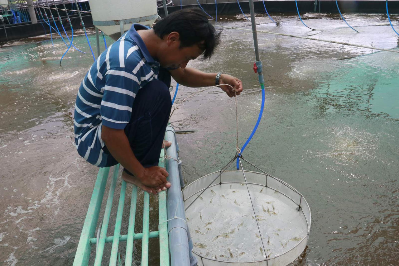 Đẩy mạnh nuôi tôm siêu thâm canh ứng dụng công nghệ ở Bạc Liêu