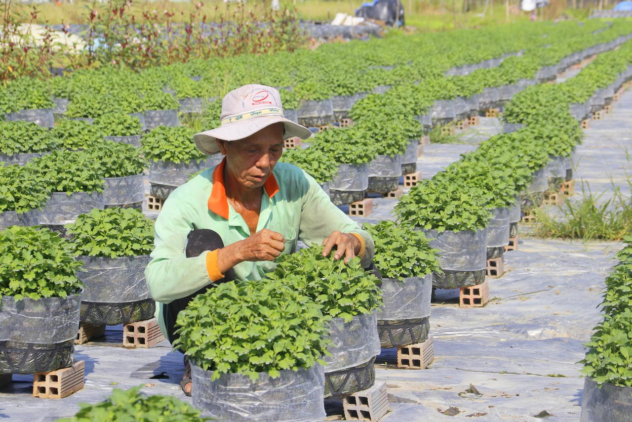 Người dân Cần Thơ “phập phồng” chuẩn bị hoa Tết giữa dịch bệnh