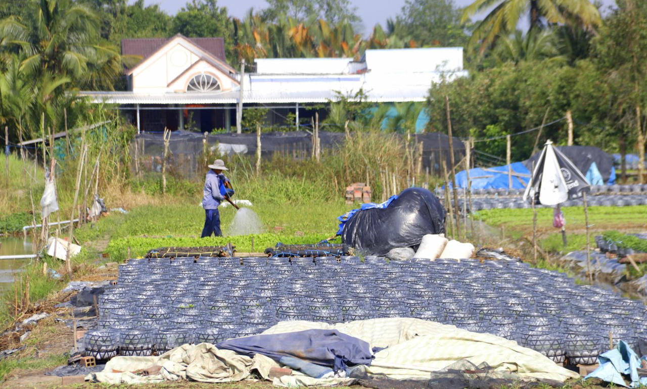 Người dân Cần Thơ “phập phồng” chuẩn bị hoa Tết giữa dịch bệnh