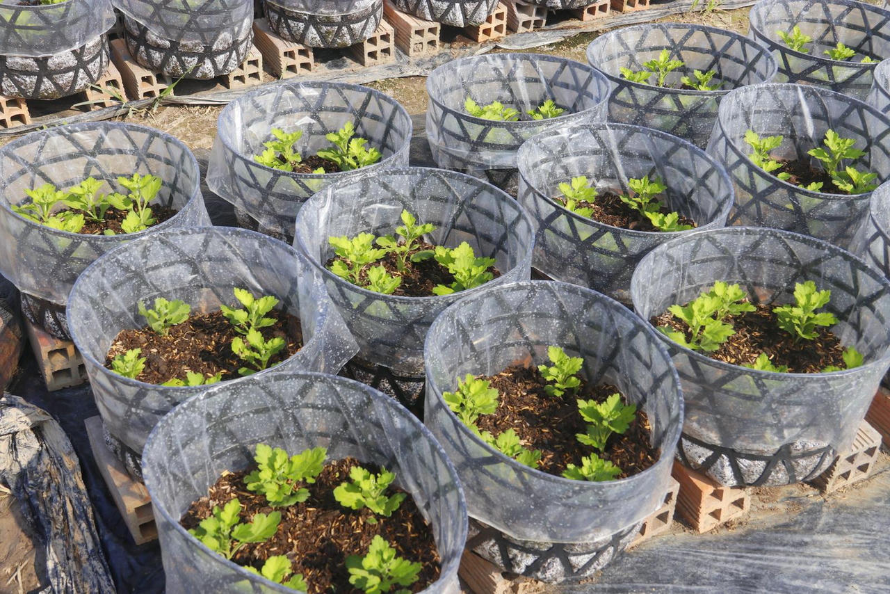 Người dân Cần Thơ “phập phồng” chuẩn bị hoa Tết giữa dịch bệnh