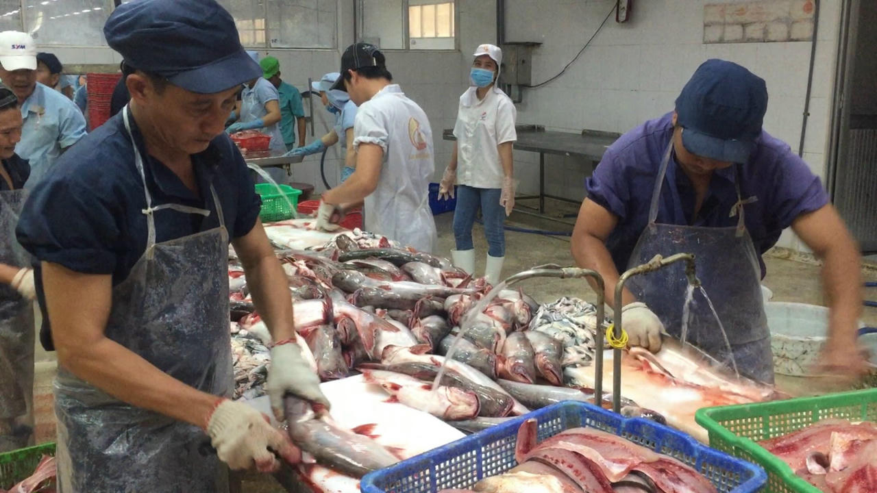 Đồng Tháp: Lần đầu tiên tổ chức Lễ hội cá tra “Vươn ra biển lớn”