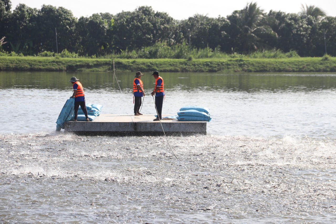ĐBSCL: Bàn giải pháp để ngành hàng cá tra phát triển bền vững năm 2023 