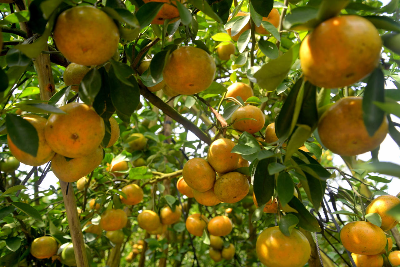 Sắp diễn ra lễ hội Quýt hồng Lai Vung