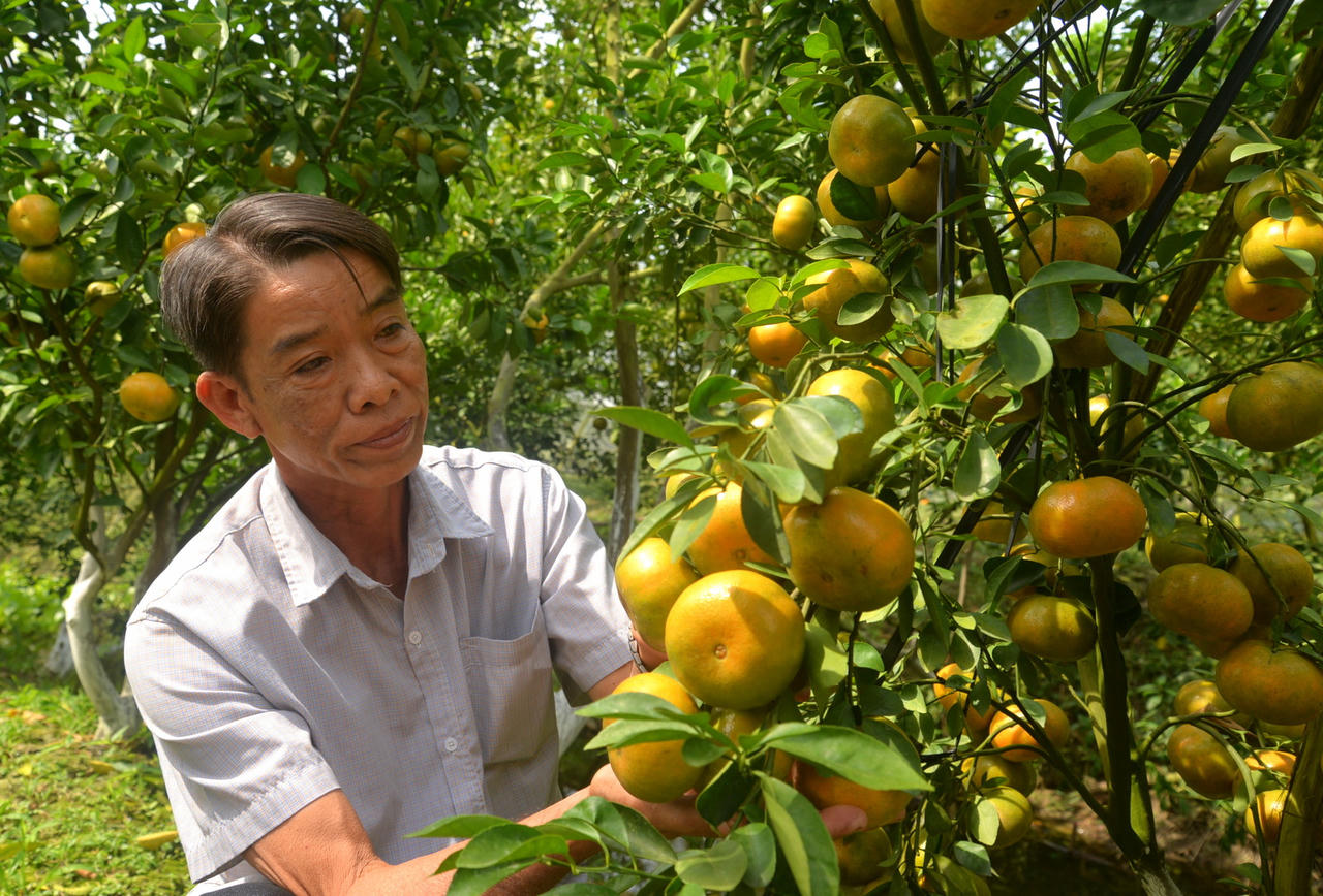 Sắp diễn ra lễ hội Quýt hồng Lai Vung