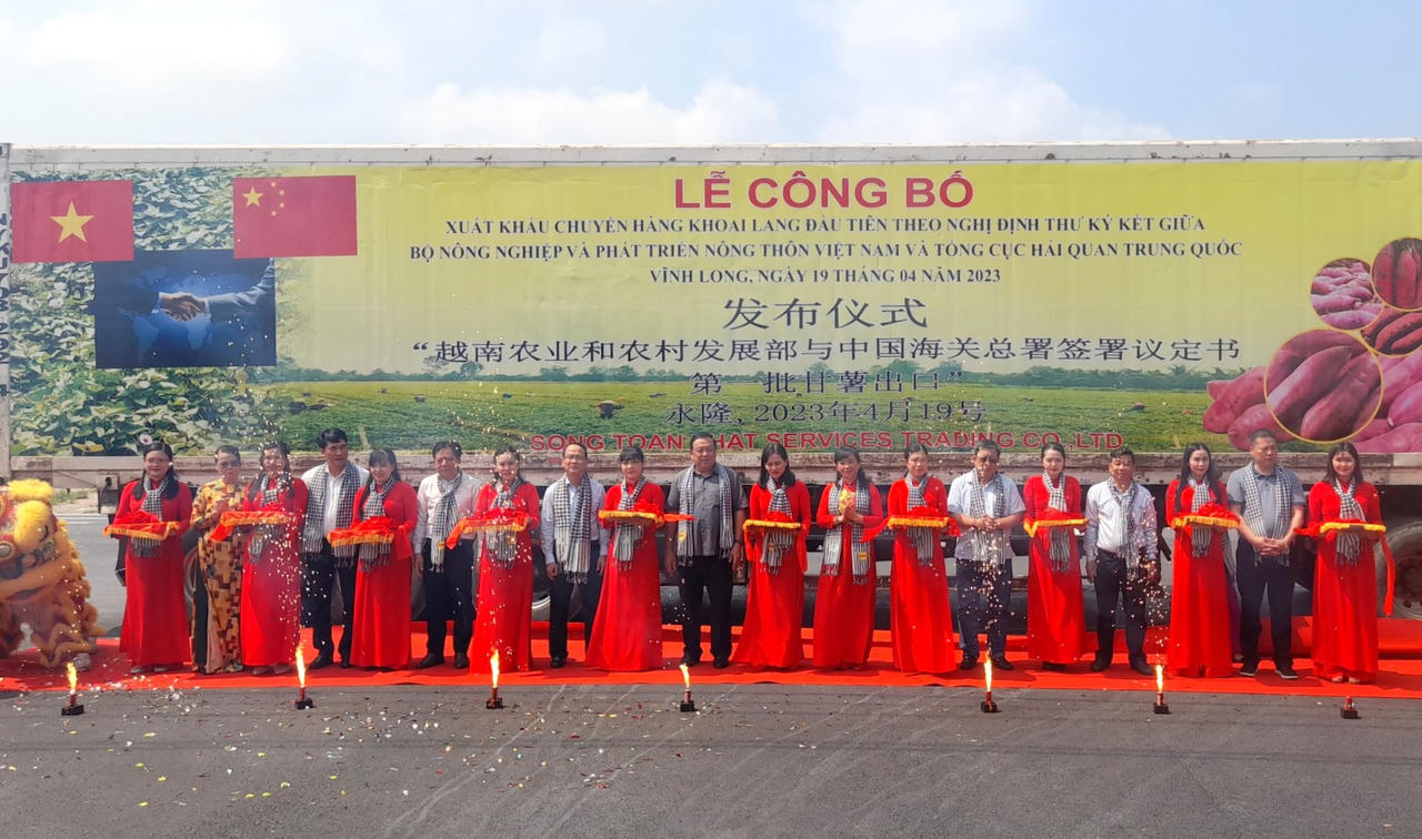 Xuất khẩu chính ngạch lô khoai lang đầu tiên sang Trung Quốc